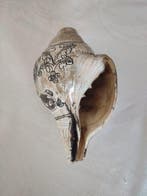 Conque Coquillage marin - Turbinella pyrum