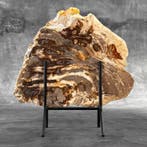 Étonnante tranche de bois pétrifié sur un support