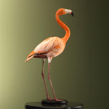 Cubaanse Flamingo Taxidermie Opgezette Dieren By Max, Ophalen of Verzenden, Opgezet dier
