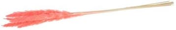 Pampas Grass Jaxx Pink 65-75 cm 6 stuks, Nieuw