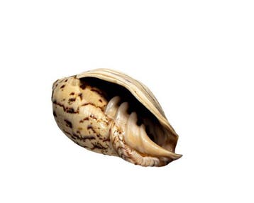 Cymbiola flavicans (77 mm, Toptoestand GEM) – Uitzonderlijk