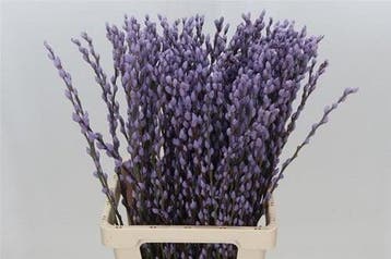 Katjeswilg gekleurde wilgenkatjes salix milka lila bundel 10