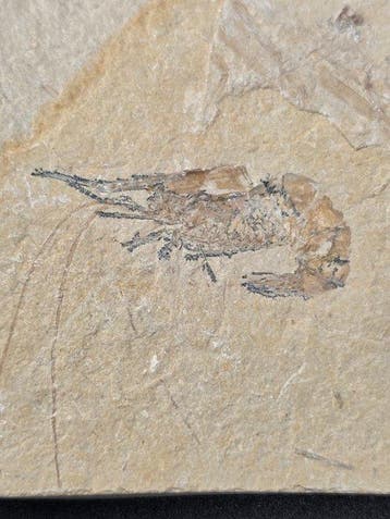 garnaal - Gefossiliseerd dier - Carpopenaeus callirostris -