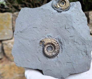 Pyriet Ammoniet - Gefossiliseerd dier - Hildoceras (Zonder, Verzamelen