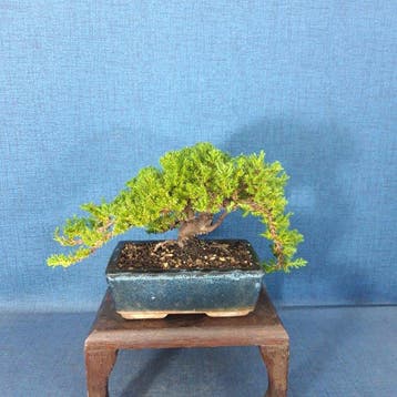 Jeneverbes bonsai (Juniperus) - Hoogte (boom): 13 cm -