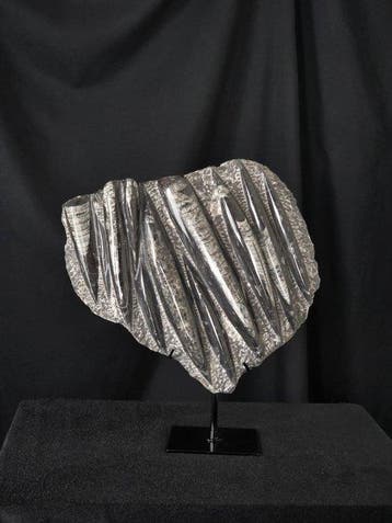 Orthoceras - Gefossiliseerd dier - 26 cm - 27 cm