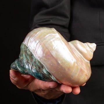 Topkwaliteit - Parelachtig Turbanschelp - Prachtige schelp, Verzamelen