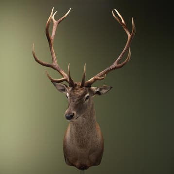 Edelhert Taxidermie Opgezette Dieren By Max, Ophalen of Verzenden, Opgezet dier