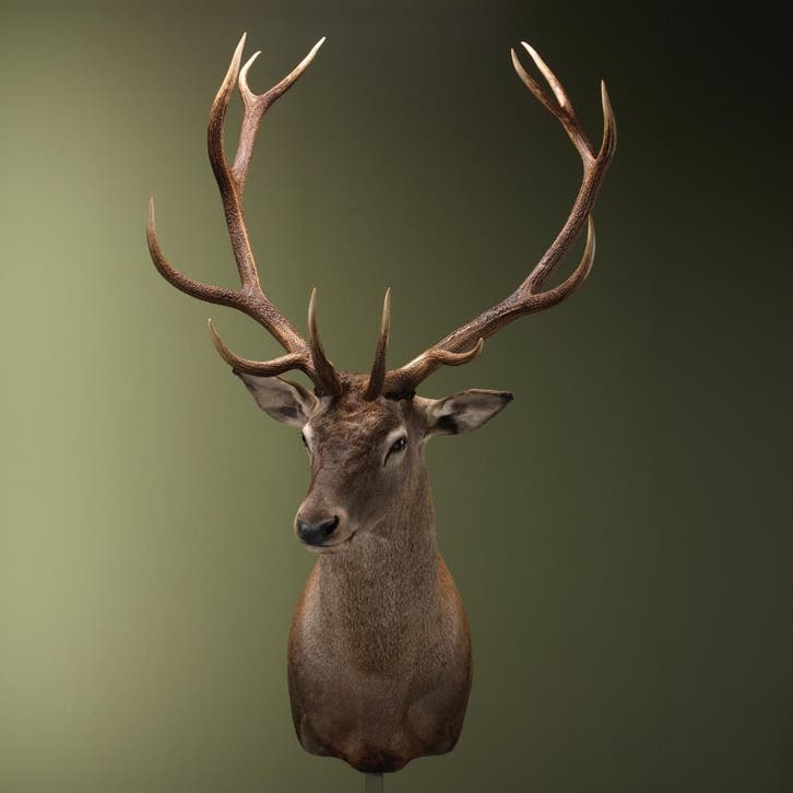 Edelhert Taxidermie Opgezette Dieren By Max, Collections, Collections Animaux, Enlèvement ou Envoi