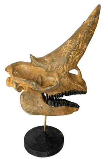 Fossiele schedel - Arsinoitherium - Museum-Grade Replica -