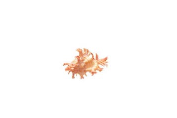 Chicoreus aculeatus Beige/Roze | Stekelmurex - Top GEM, Nieuw