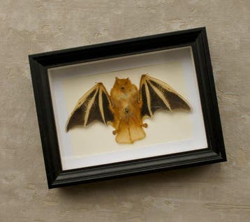 Painted Vesper Bat Folted - framed Taxidermie volledige