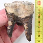 Rhinocéros laineux - Dent fossile - Coelodonta antiquitatis, Collections