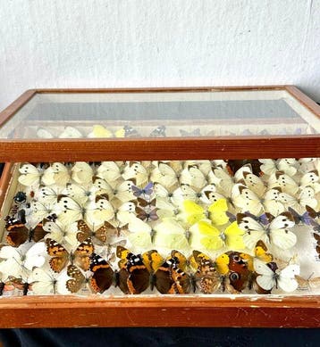 Grande vitrine scientifique dinsectes avec des papillons de, Verzamelen, Dierenverzamelingen, Nieuw
