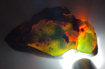 Mexicaanse amberfossiel Chiapas!! AAA- 52 g