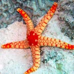 Fromia Nodosa (Elegant sea star), Dieren en Toebehoren, Vogels | Parkieten en Papegaaien