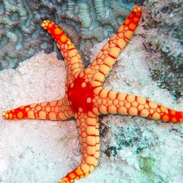 Fromia Nodosa (Elegant sea star), Dieren en Toebehoren