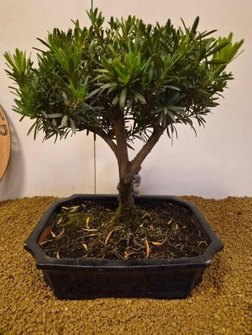 Bonsaï Pin des Bouddhistes (Podocarpus macrophyllus) -