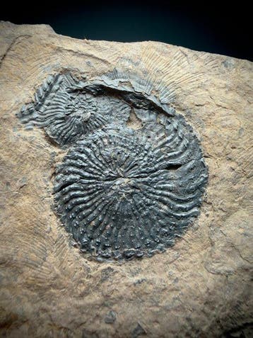 Prachtige grote Triasische ammonietplaat - Fossiele, Verzamelen, Mineralen en Fossielen