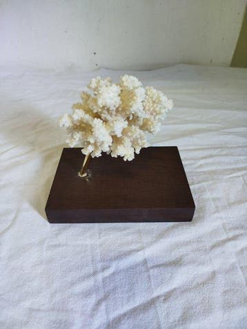 Corail Corail - Pocillopora