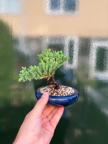 Bonsaï Genévrier (Juniperus) - Hauteur (arbre) : 12 cm -
