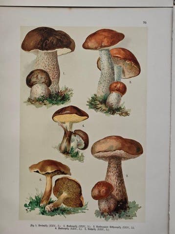 Eberhard Dennert (1861–1942) - Lot. of 10 sheets