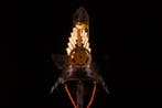 Kabuto - Japan - 1750-1800 Edo Periode (1600-1868)