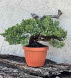 Jeneverbes bonsai (Juniperus) - Hoogte (boom): 24 cm -