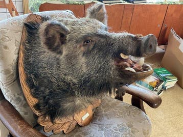 Everzwijn Taxidermie wandmontage - Sus scrofa - 80 cm - 58