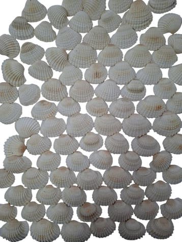 White Chippy Schelpen 1 kilo