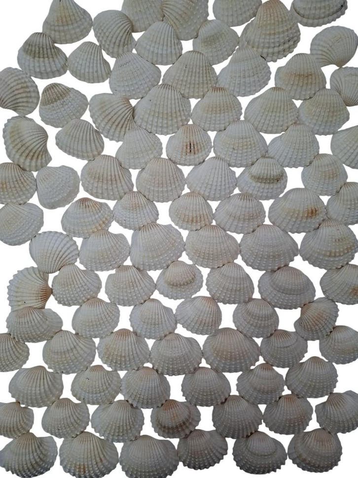 White Chippy Schelpen 1 kilo, Hobby & Loisirs créatifs, Bricolage