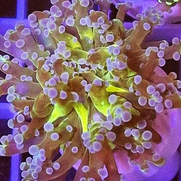 Euphyllia Frogspawn (Yellow/Green/Purple) (1 kop)