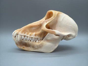 Aap Schedel - Papio Ursinus - 10 cm - 10 cm - 17 cm- CITES, Nieuw