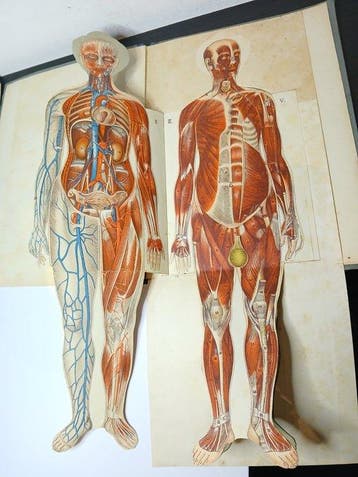 Anatomisch model - Papier - 1930-1940 - G.B. Paravia & C.