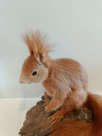 Écureuil roux Support de corps entier pour taxidermie -