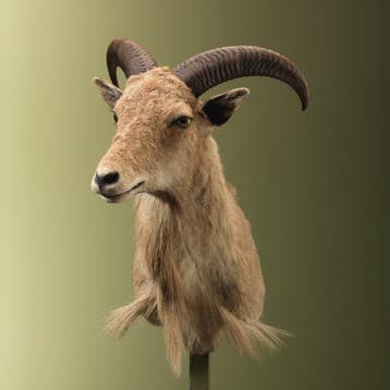 Manenschaap Taxidermie Opgezette Dieren By Max, Ophalen of Verzenden, Nieuw, Wild dier, Opgezet dier