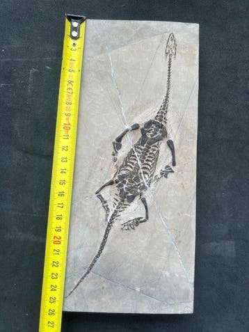 Zeereptiel - Gefossiliseerd dier - Fossile de Keichousaurus