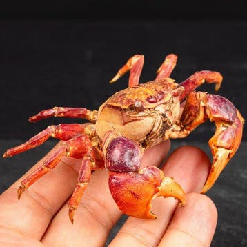 Neosamaticum Asiaticum – Gedroogde tropische krab Taxidermie