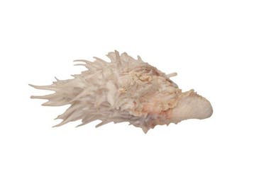 Rariteit voor verzamelaars: Witte stekel-oester (Spondylus, Antiek en Kunst
