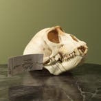 Huzaaraap Schedel Taxidermie Opgezette Dieren By Max, Verzamelen, Dierenverzamelingen, Ophalen of Verzenden, Nieuw, Wild dier