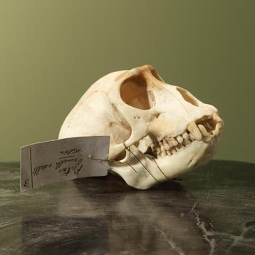 Huzaaraap Schedel Taxidermie Opgezette Dieren By Max, Verzamelen, Dierenverzamelingen, Ophalen of Verzenden, Nieuw, Wild dier