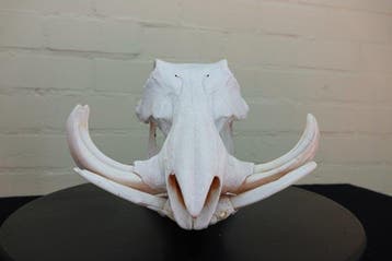 African Warthog Schedel - Phacochoerus africanus - 0 cm - 22, Nieuw