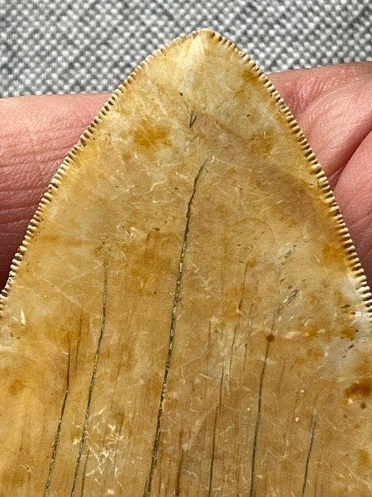 Megalodon-tand van 9,8 cm - Fossiele tand - Carcharocles, Verzamelen, Mineralen en Fossielen
