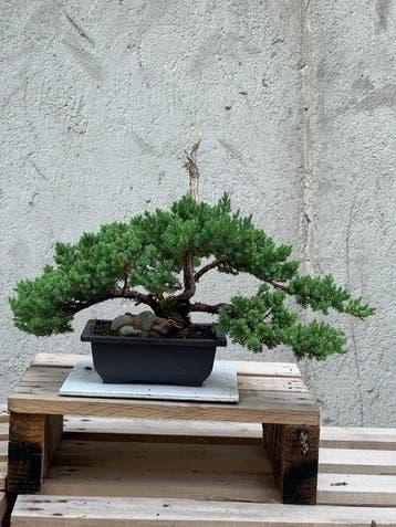 Jeneverbes bonsai (Juniperus) - Hoogte (boom): 16 cm -