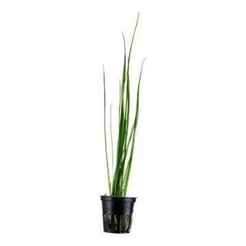 Vallisneria nana pot, Dieren en Toebehoren, Verzenden, Nieuw