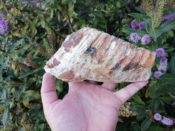 Wolharige mammoet - Fossiele kies - Mammuthus primigenius, Verzamelen, Mineralen en Fossielen
