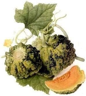 Cantaloup Meloen Prescott Fond Blanc curiositeit, Nieuw