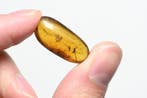 Birmese barnsteen - Fossiele cabochon - - Lot of 10 pieces,, Verzamelen