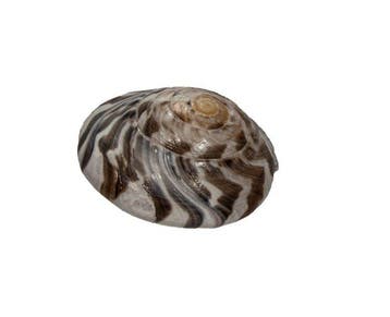 Gros escargot bouton (35 mm) | Umbonium giganteum | Rare,, Nieuw