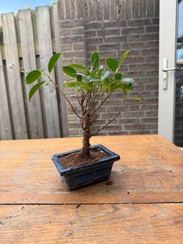 Ficus Microcarpa - Hoogte (boom): 15 cm - Diepte (boom): 10